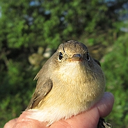 Mindre flugsnappare, Sundre 20120829